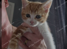 4 kittens