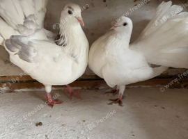 Fantails