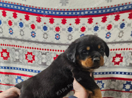 German rottweiler puppies