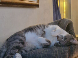 Greek Born Grey Tabby Cat Male Neutered