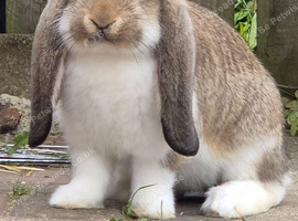 BIG EARS, BIG PERSONALITIES