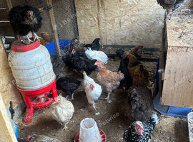 19 Large chickens for rehoming