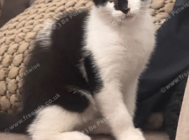 Kitten