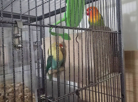 I have opline lovebird, very rare and very cheap ,