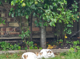 Two Cats (Siblings,  sisters)