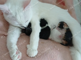 5 beautiful kittens