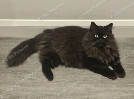 3 YEAR OLD CHOCOLATE PERSIAN X MAINE COON FOR SALE