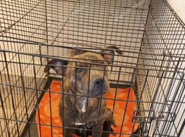 Staffy cross