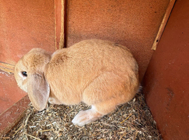 Bella is looking for a home