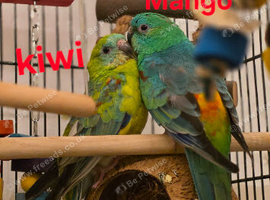 Parakeet