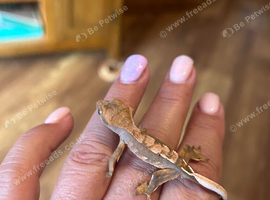 Baby gecko and set up
