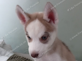 Last puppy husky