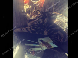 6month kitten/cat
