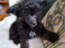 Papillon x toy poodle v small