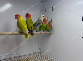 Love birds