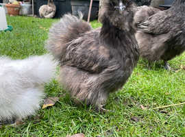 Silkie chicken pure breed hatching eggs