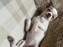 female chihuahua