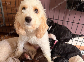 Beautiful Cockapoo Puppies &ndash; Loving Family Companions