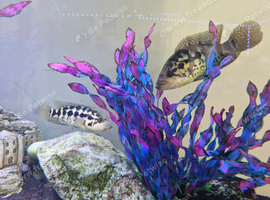 Breeding pair jaguar cichlids