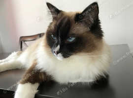 Trusted Pet Care Services