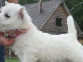 Our beautiful litter of westie Pups