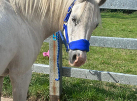 Beautiful Welsh b