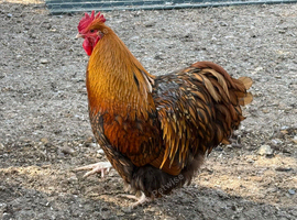 Gold Laced Cockerel 12 months old