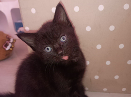 Mixed breed female kittens all black,