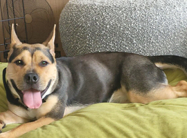 Iyla- 11 month old German shepherd cross Staffy