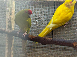 kakariki