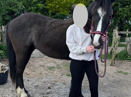 2 year old gelding sports horse