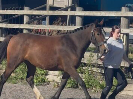 2 year old filly who's a smidge under 14hh
