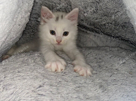 Turkish angora