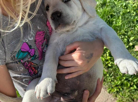 labrador retriever puppies
