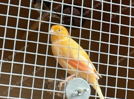 Young cock apricot cannary