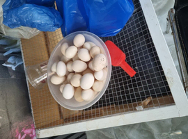 Hatching eggs