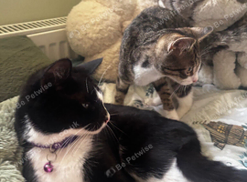 2 Kittens for sale
