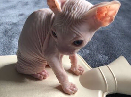 Male sphynx 18months old still intact lovely boy very affectionate