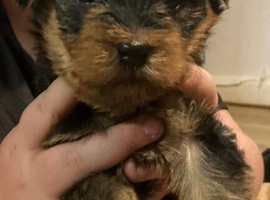 Yorkshire terrier pups