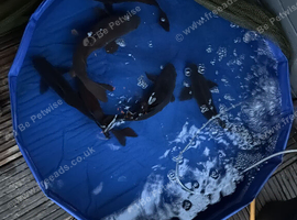 Black koi size 10/13in and a mirror carp 16in