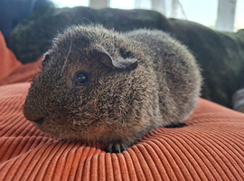 REX lemon Agouti boar