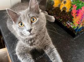 Grey kitten