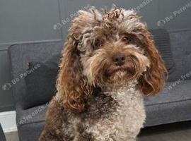 Cockapoo for stud chocolate merle