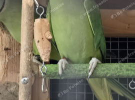 DNA & proven pair ringneck