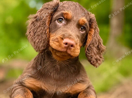 KC working cocker spaniel male