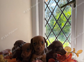 Miniature Dachshund puppies