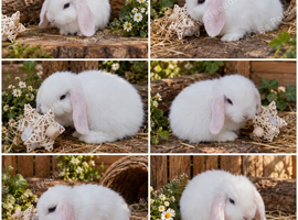 11 week old mini lops