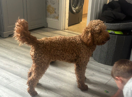 Labradoodle