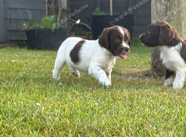 English Springer Spaniel Puppies