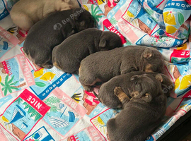 Frenchie pups